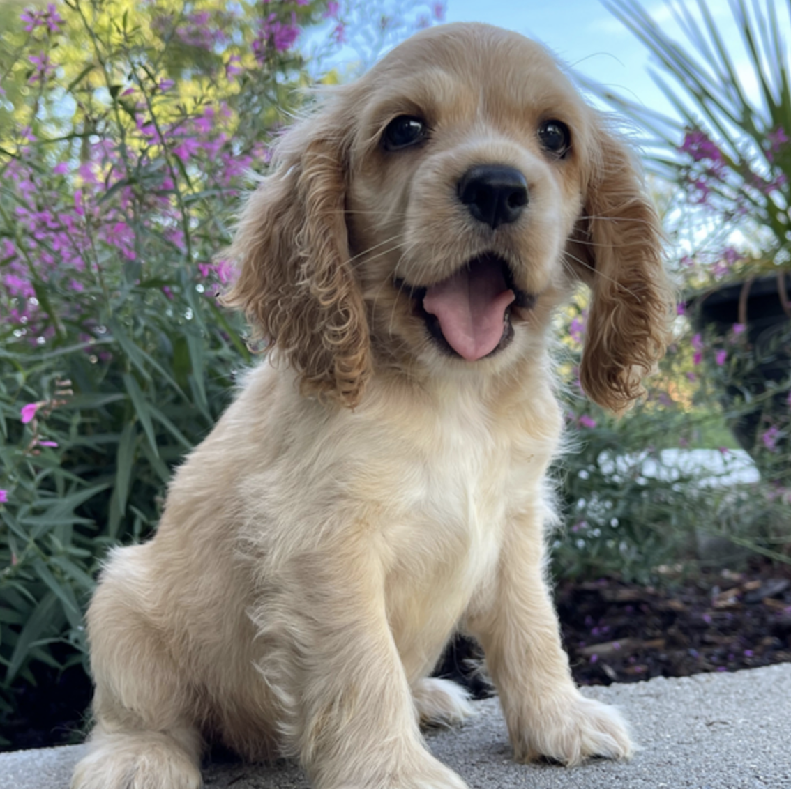 comprar cachorros sanos, baratos y asequibles para la venta